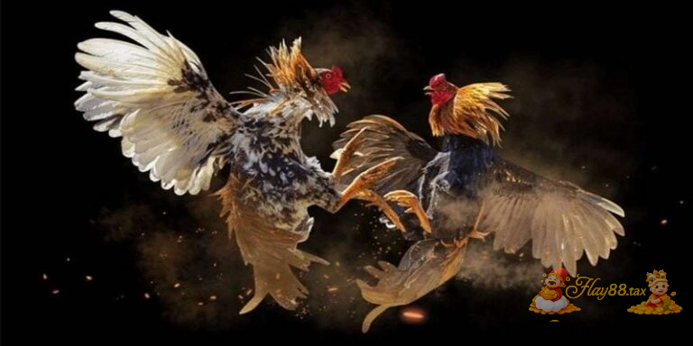 Luật đá gà Hay88 quy định rõ thời gian thi đấu và cách xác định thắng thua.