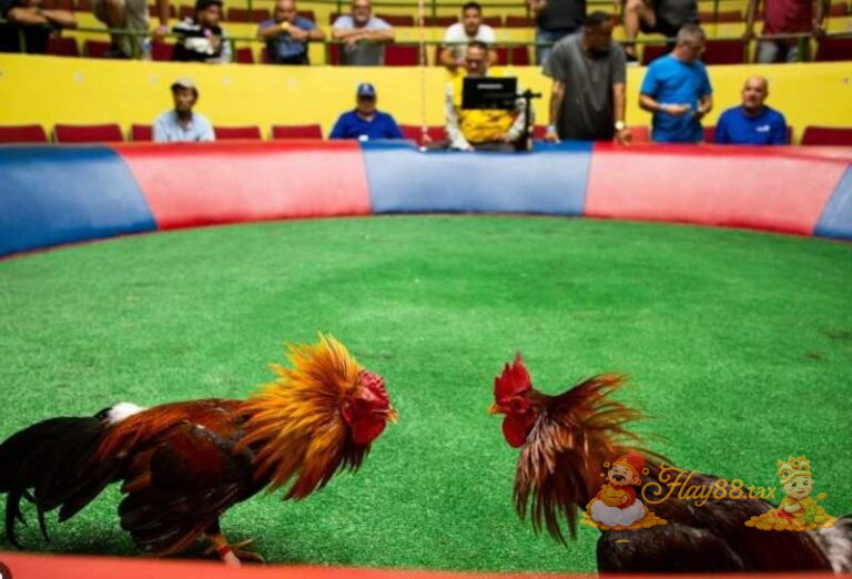 Hay88 cung cấp nhiều kèo đá gà như Meron, Wala, hòa và kèo chấp.