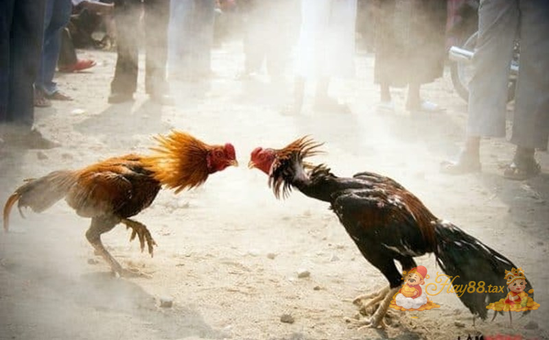 Đá gà Hay88 đem lại cảm giác hồi hộp, kịch tính